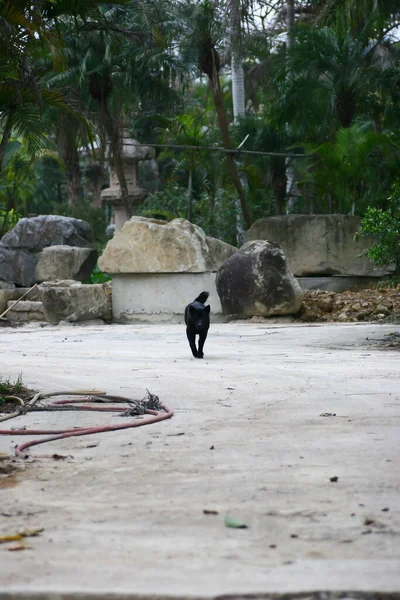 März 2005 Netter Schwarzer Hund Schaut Die Kamera Freien — Stockfoto