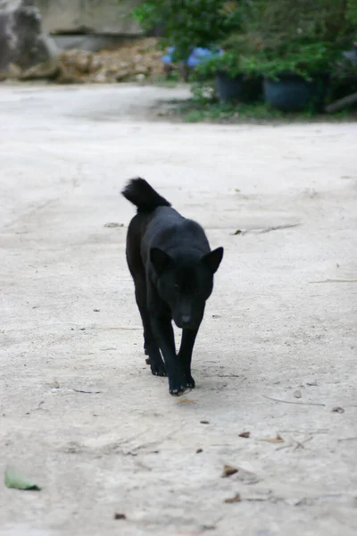 Março 2005 Cão Preto Bonito Olhando Para Câmera Livre — Fotografia de Stock