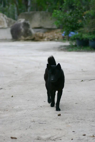 Março 2005 Cão Preto Bonito Olhando Para Câmera Livre — Fotografia de Stock