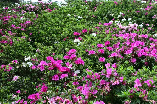 Ένα Όμορφο Λουλούδι Rhododendron Στον Κήπο Άνοιξη — Φωτογραφία Αρχείου