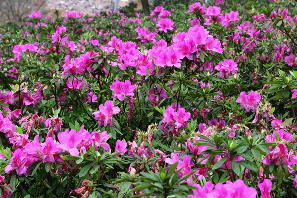 Ένα Όμορφο Λουλούδι Rhododendron Στον Κήπο Άνοιξη — Φωτογραφία Αρχείου