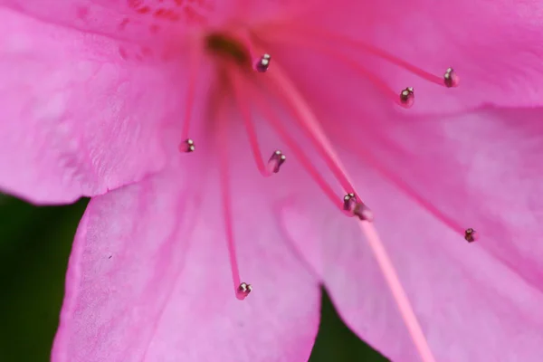 Bahar Bahçesinde Güzel Bir Çınar Çiçeği — Stok fotoğraf