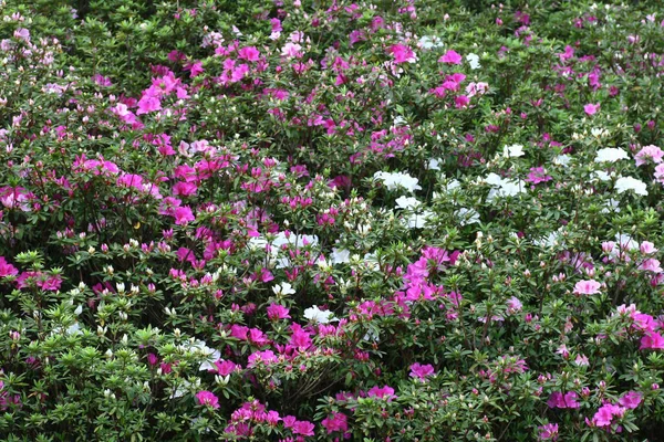 Ένα Όμορφο Λουλούδι Rhododendron Στον Κήπο Άνοιξη — Φωτογραφία Αρχείου