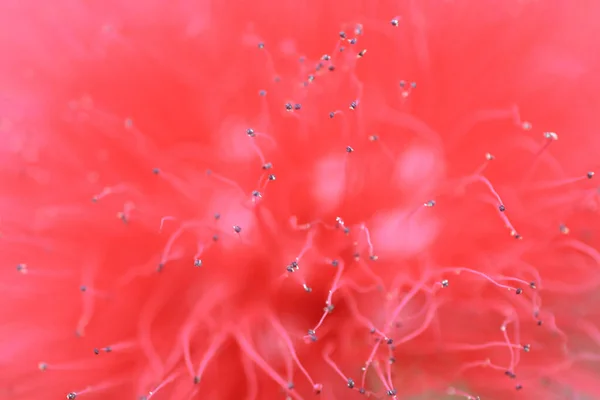 2015 Mimosa Flower Pom Oms Nature — 스톡 사진