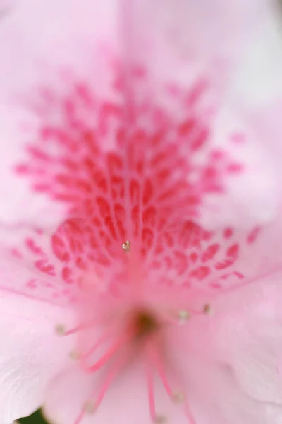 Heather Bitkilerinden Bir Bitki Cinsi — Stok fotoğraf