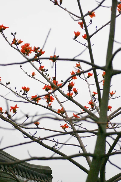 März 2005 Blüte Des Baumwollbaums Aus Roter Seide Der Lateinische — Stockfoto