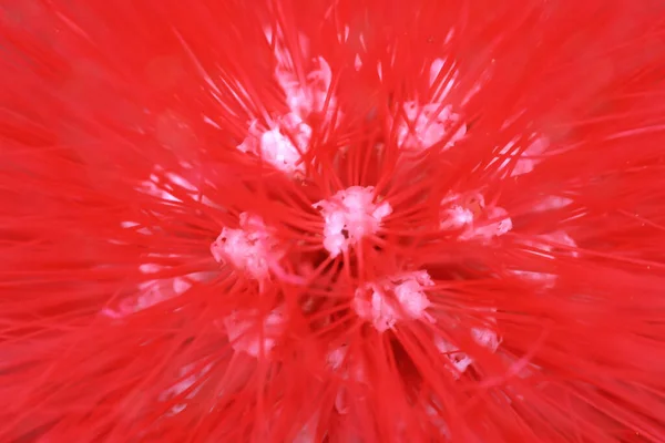 2015 Mimosa Flower Pom Oms Nature — 스톡 사진