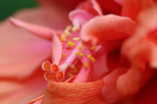 March 2005 Close Big Flower Hibiscus — Foto de Stock