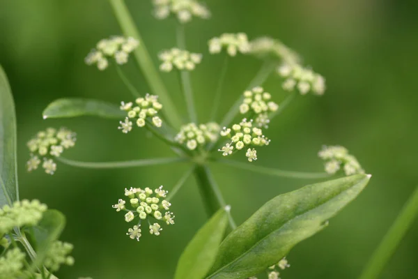 March 2005 Flower Nature Green Back Ground —  Fotos de Stock