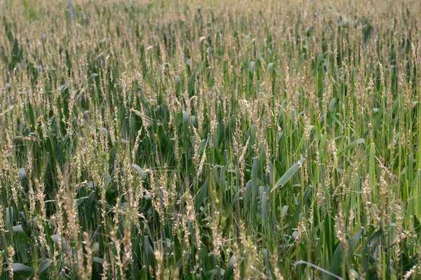 Rice Field Green Color Sunny Day — Stok fotoğraf