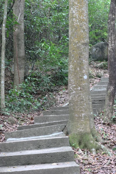 Marzo 2005 Sentiero Escursionistico Nella Foresta Boschiva — Foto Stock