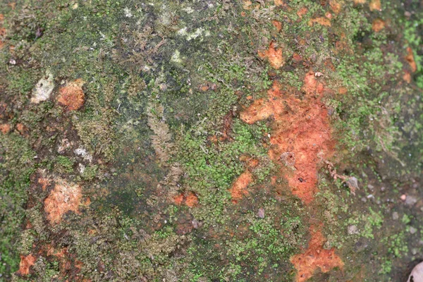 Beautiful Green Moss Covered Rock Sandy Beach Mossy Stones Texture — Stock Fotó