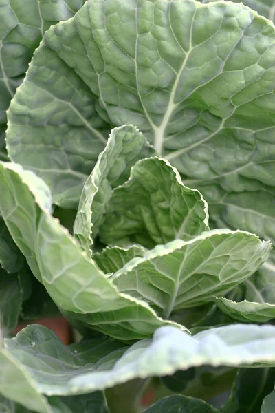 March 2005 Close Vegetable Fresh Green — Stock Photo, Image