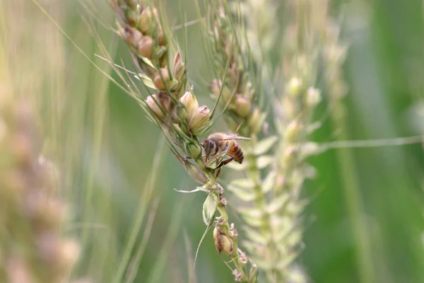 March 2005 Bee White Flower Bee Rice Field — ストック写真