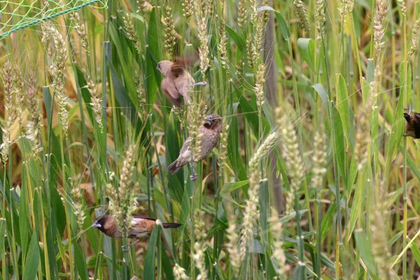 Tito Malí Roztomilí Ptáci Jsou Běžné Rýžových Polích — Stock fotografie