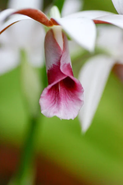 Orkidéer Blommor Grön Sommar Skog Vacker Blomma Garde — Stockfoto