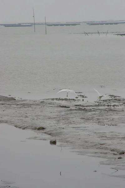 stock image The great egret at la