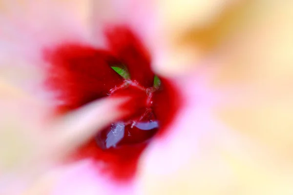 Grande Fiore Ibisco Foglie Verdi Sullo Sfondo — Foto Stock