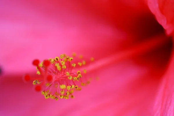 Grande Fiore Ibisco Foglie Verdi Sullo Sfondo — Foto Stock