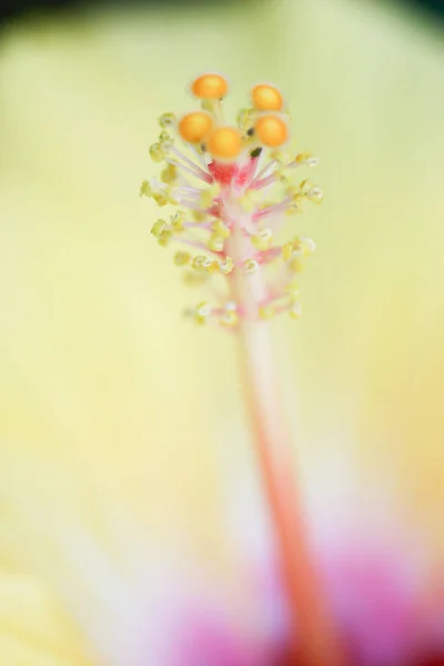 Big Flower Hibiscus Green Leaves Background — Stock Photo, Image