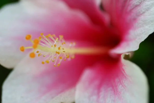 Grande Fleur Hibiscus Les Feuilles Vertes Arrière Plan — Photo