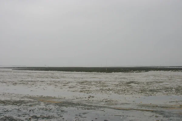 Hongkong Pak Nai Oyster Farm Som Rad Mars 2005 — Stockfoto