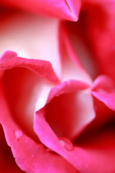 March 2005 Close Red Rose Flower — ストック写真