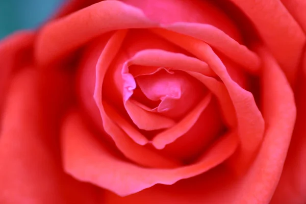 Marzo 2005 Primer Plano Flor Rosa Roja —  Fotos de Stock