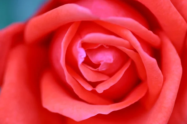 Marzo 2005 Primer Plano Flor Rosa Roja —  Fotos de Stock