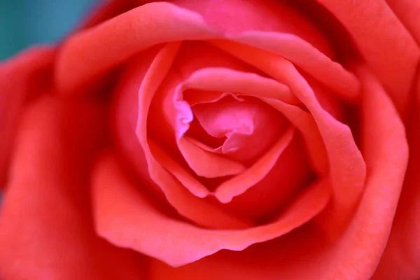 Mart 2005 Kırmızı Gül Çiçeği Nin Kapanışı — Stok fotoğraf