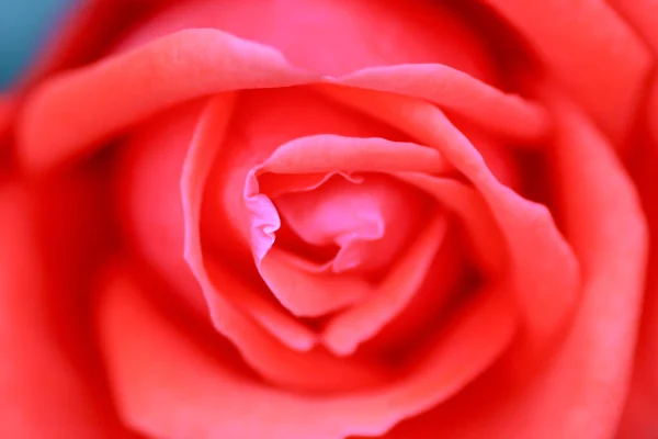 März 2005 Nahaufnahme Der Roten Rose — Stockfoto