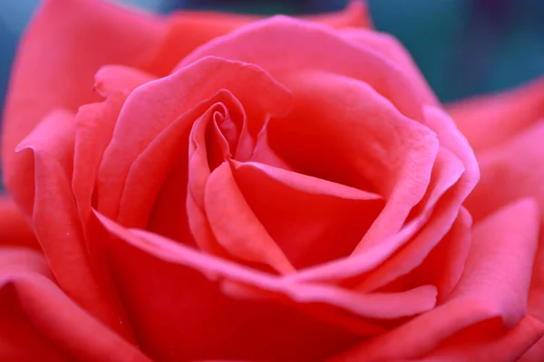 Březen 2005 Close Red Rose Flower — Stock fotografie