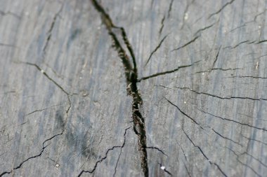  Beyaz ahşap zemin ya da doku