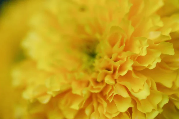 Hermosa Flor Crisantemo Cerca Natur —  Fotos de Stock