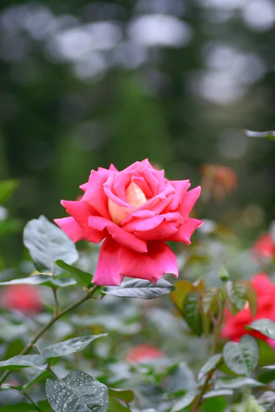 a Rose flower bush garden nature back ground