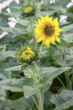 Çiçek tarlasının güzel ayçiçekleri