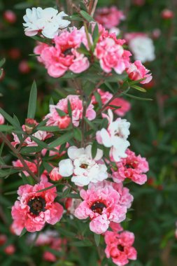 HK bahçesindeki Rhododendron melezi.
