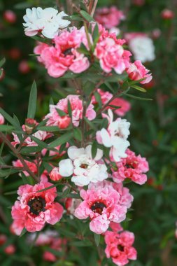 HK bahçesindeki Rhododendron melezi.