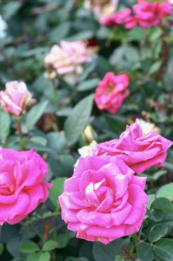  Gül çiçeği çalılığı doğa tekrar homurdanıyor