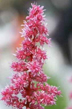 Bahçedeki Hardys Bitkileri, doğa geçmişi.