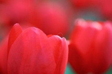 Tulip Field 'ı hk çiçek fuarıyla kapatın.
