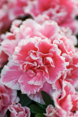 HK bahçesindeki Rhododendron melezi.