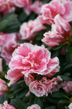 HK bahçesindeki Rhododendron melezi.