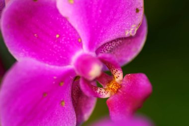 Güzel orkide çiçeği açan, güzel çiçek bahçesi