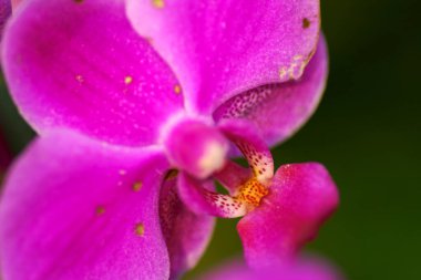 Güzel orkide çiçeği açan, güzel çiçek bahçesi