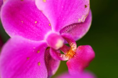 Güzel orkide çiçeği açan, güzel çiçek bahçesi