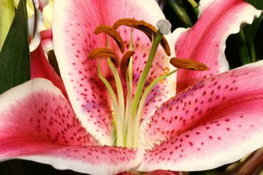 Yeşil yapraklar üzerinde güzel bir zambak çiçeği.