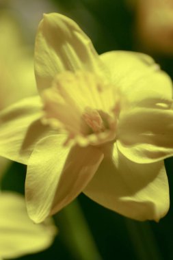 Doğal bir arka planda izole edilmiş bir nergis..