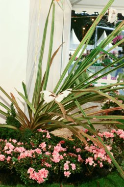 Hong Kong Parkı 'ndaki Forsgate Konservatuarı