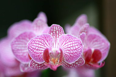 27 Mart 2005 güzel orkide çiçeği, güzel çiçek bahçesi